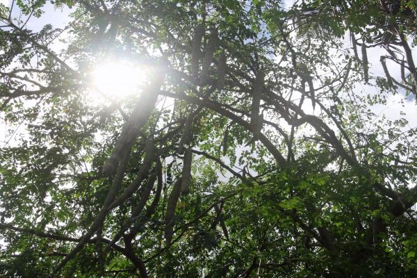 Sun light comping through the trees 
