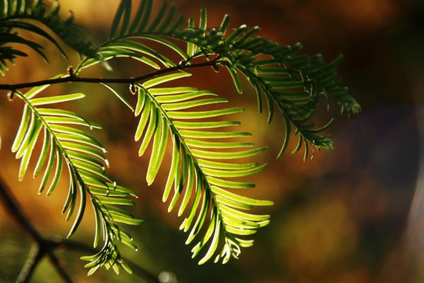 Sun lit braches and leaves
