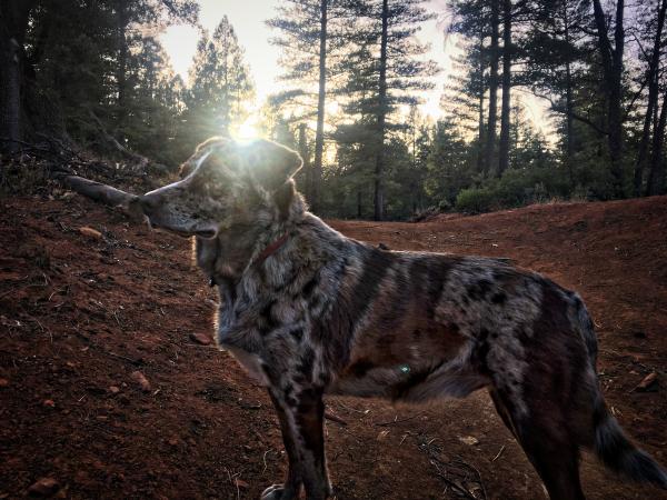 Sun on Dog