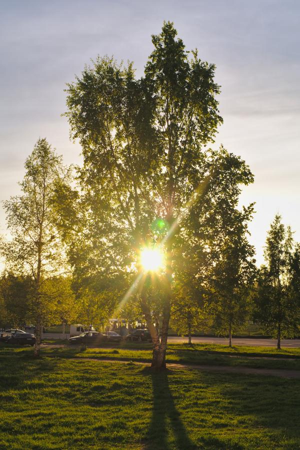 Sun shining through a tree