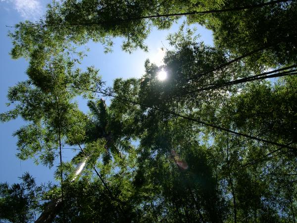 Sun shining through trees