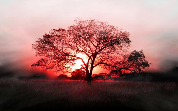 Sun tree shadow