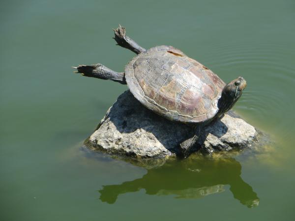 Sunbathing Turtle
