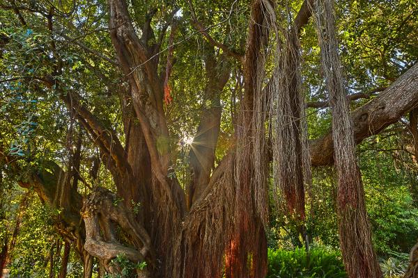 Sunburst Tree - HDR