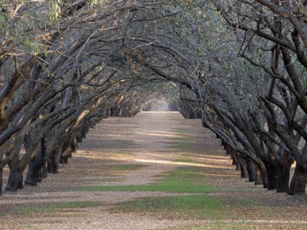 Sundown in the Rolling Grove