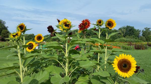Sunflowers