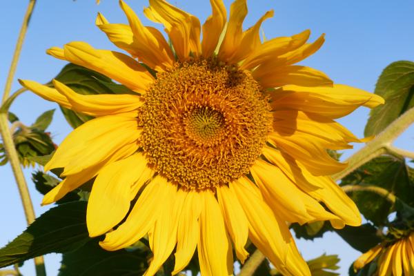 sunflower