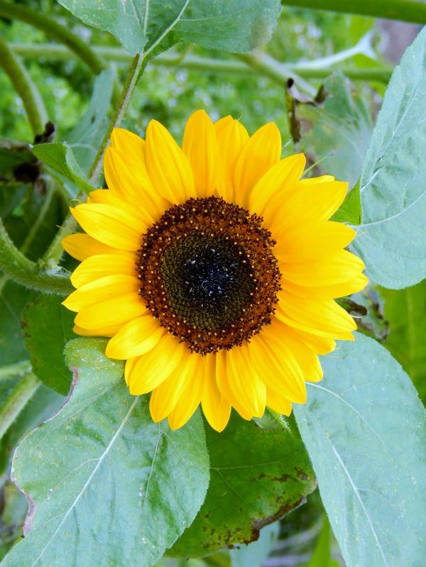 Sunflower