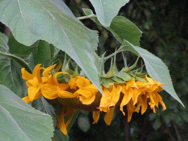 Sunflower
