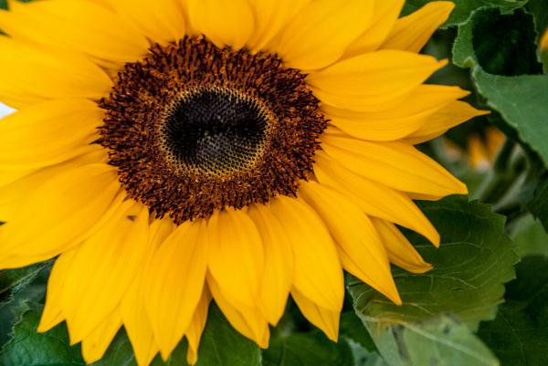 Sunflower