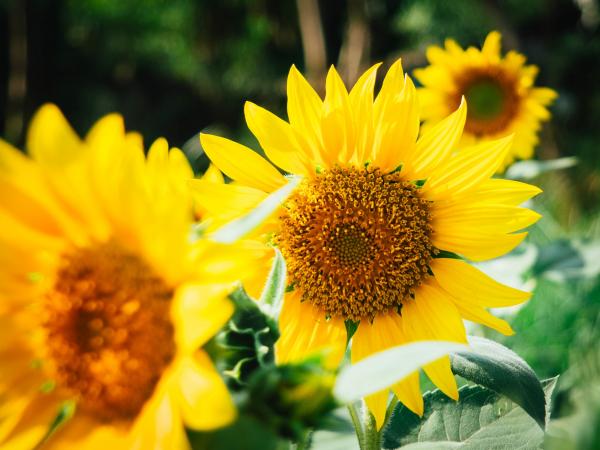 Sunflower