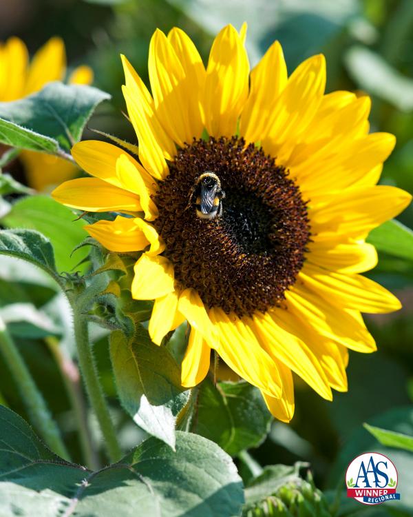 Yellow Sunflower