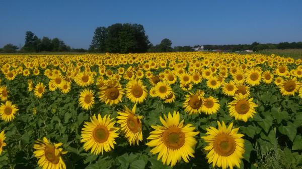 Sunflowers