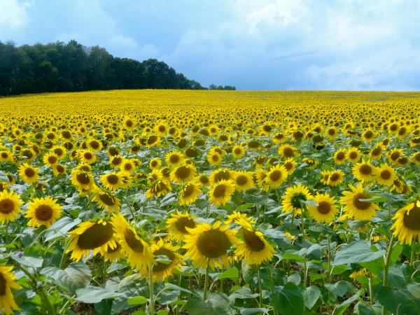 Yellow Sunflower Patch