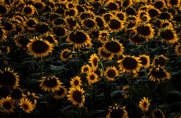 Sunflower field