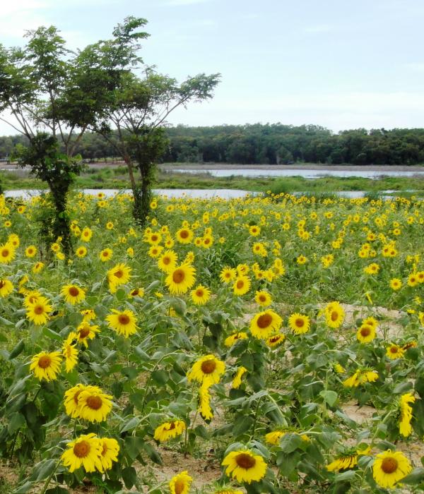Sunflower Field
