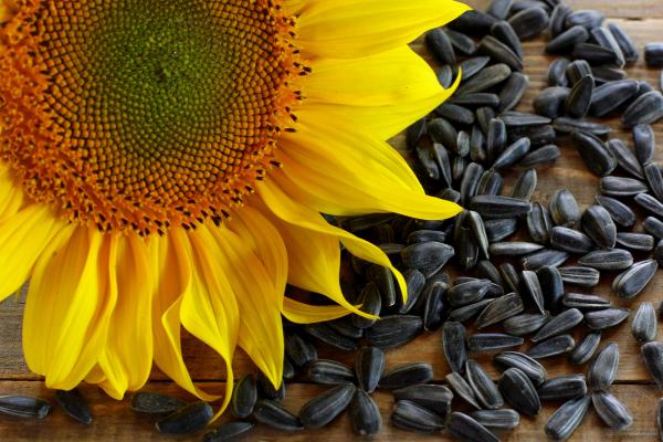 Sunflower seeds