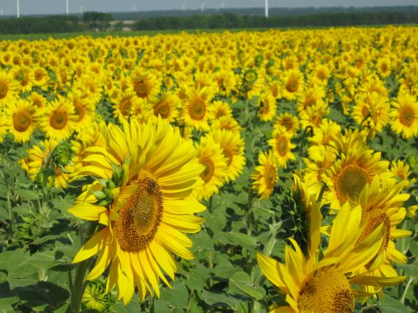Sunflowers