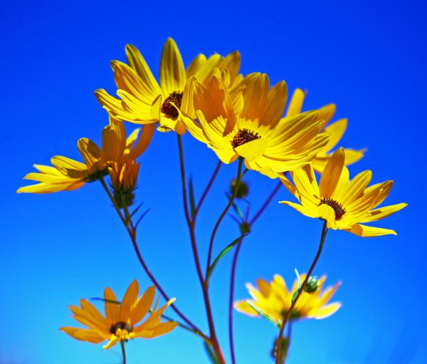 Sunflowers