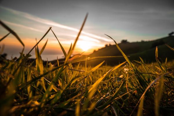 Sunlight
