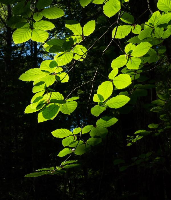 Sunlight on beech leaves in Gullmarsskogen ravine 4