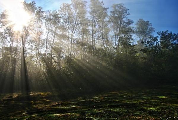 Sunlight Piercing Through Green Tall Trees during Daytime