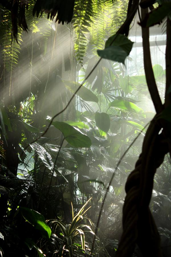Sunlight shining through mist and tropic