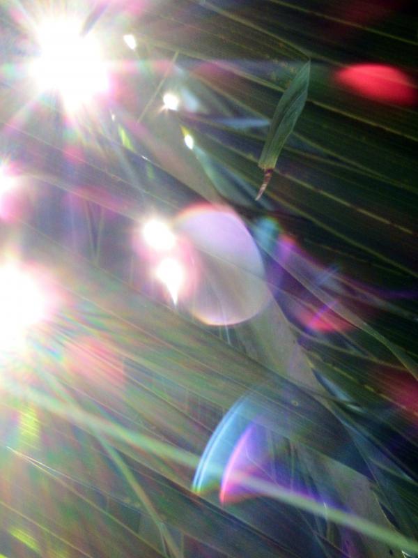 Sunlight Shining through the Tropical Forest