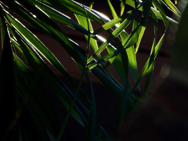 Sunlight Shining through the Tropical Forest