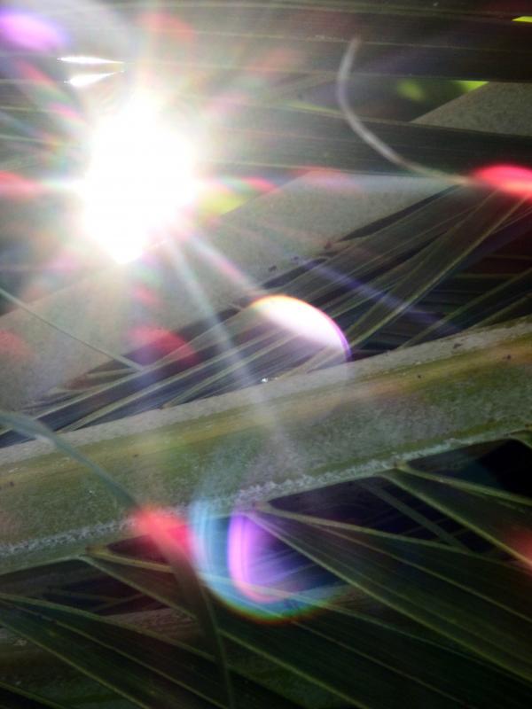 Sunlight Shining through the Tropical Forest