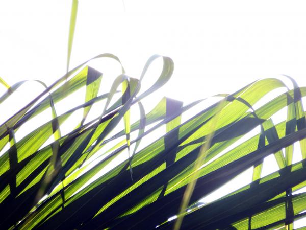 Sunlight Shining through the Tropical Forest