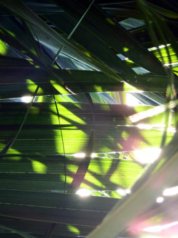 Sunlight Shining through the Tropical Forest