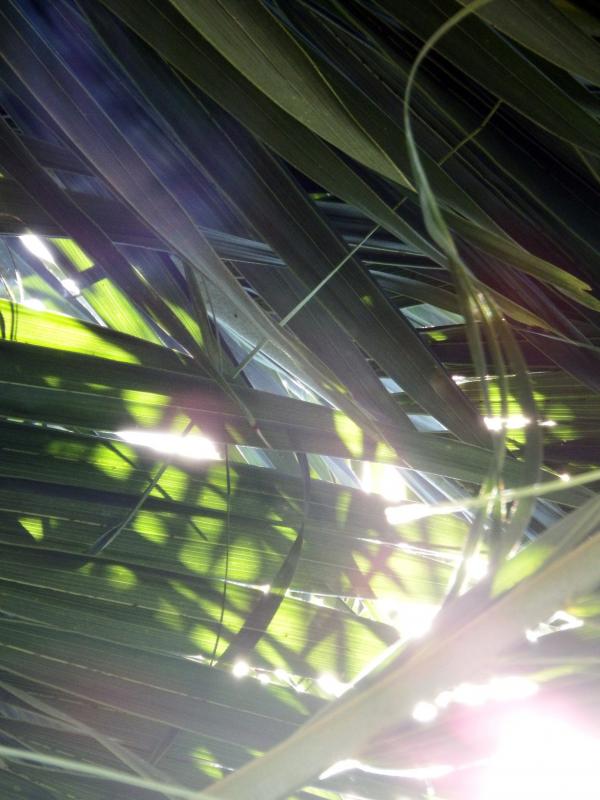 Sunlight Shining through the Tropical Forest