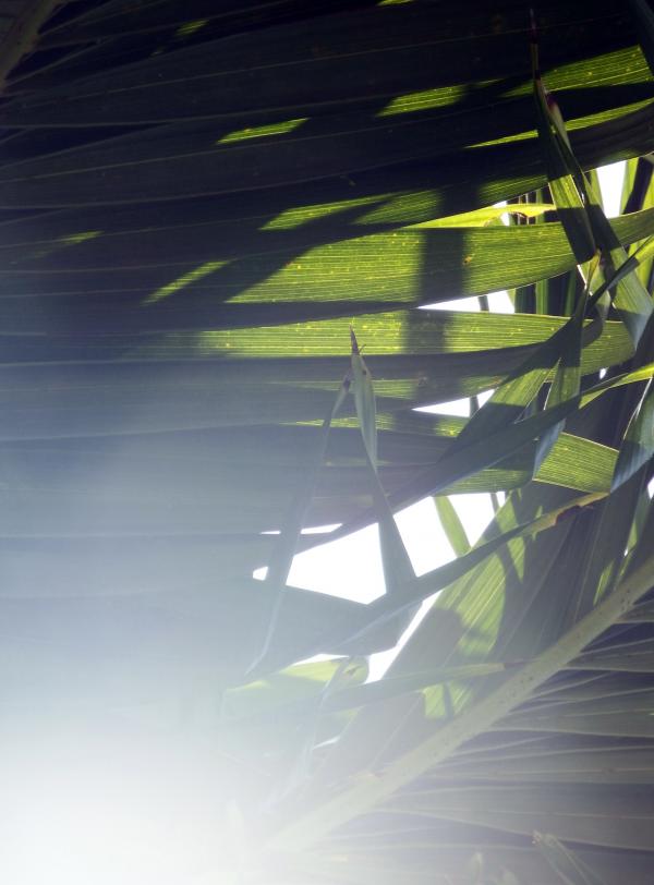 Sunlight Shining through the Tropical Forest