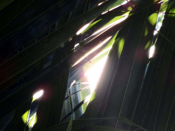 Sunlight Shining through the Tropical Forest