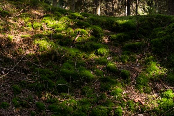 Sunlight spots on moss in Gullmarsskogen ravine 2