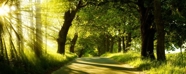 Trees
