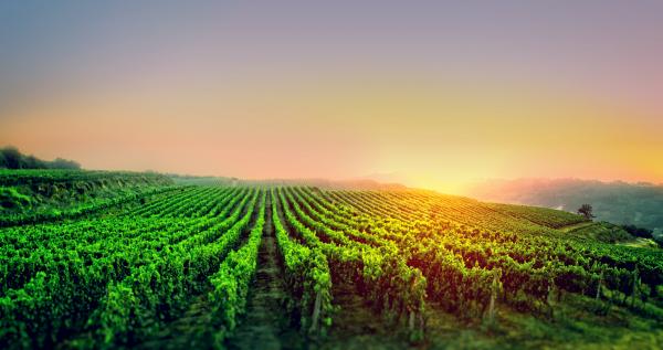 Sunrise Over the Vineyard