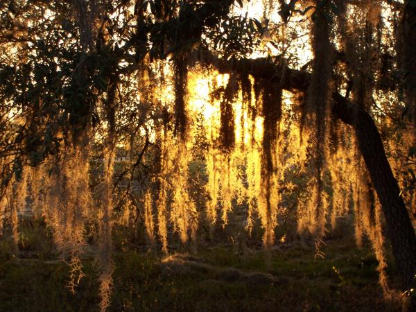 Sunset and spanish moss