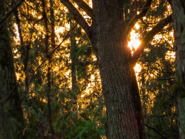 Sunset behind a tree