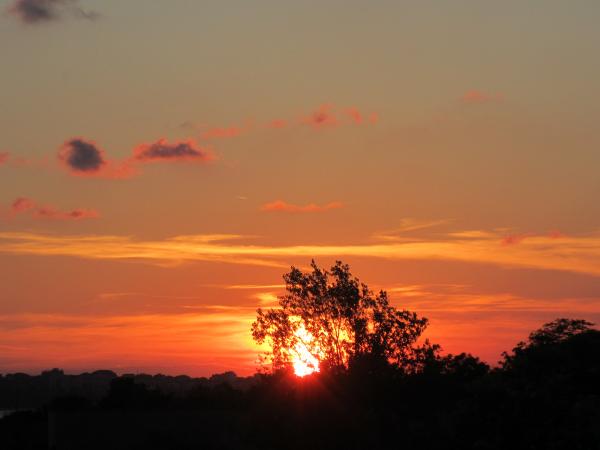 Sunset over a tree