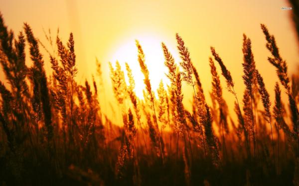 Sunset through grass