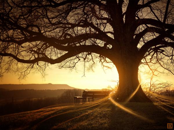 Sunset tree