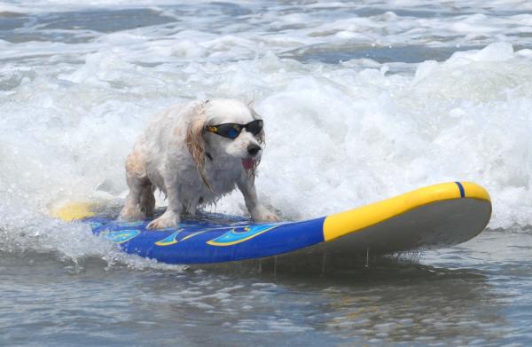 Surf Dogs