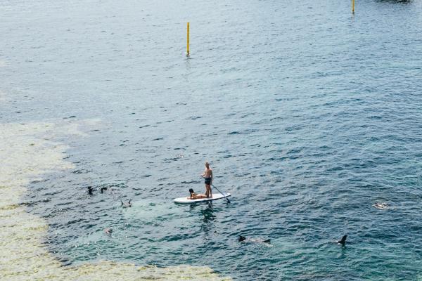 Surfer