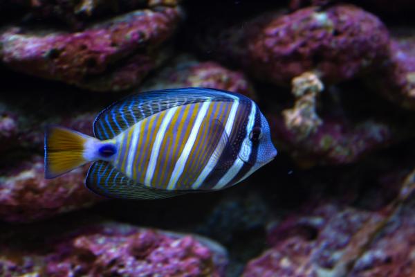 Surgeon Fish