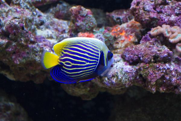 Surgeon Fish