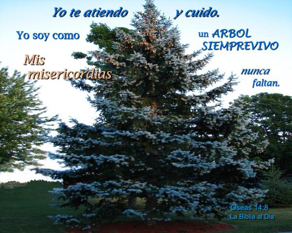 Sus Misericordias Nunca Faltan