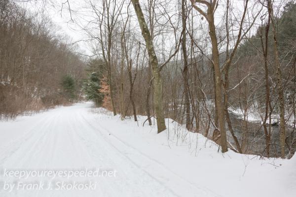 Susquehanna Forest Blizzard