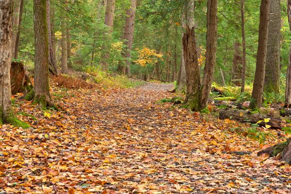 Swallow Fall Trail - HDR